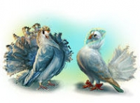 Полеты фантазии: Два голубя - Коллекционное издание